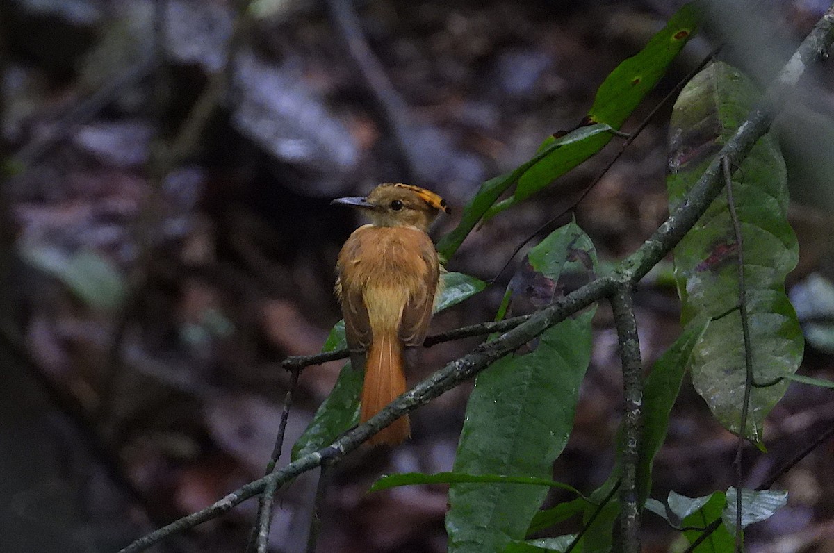 Tropical Royal Flycatcher (Pacific) - ML640205336