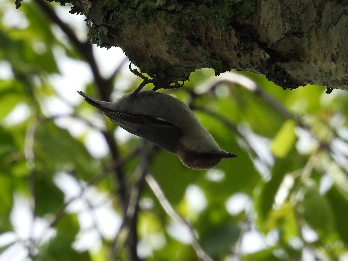 Brown-headed Nuthatch - ML640205400