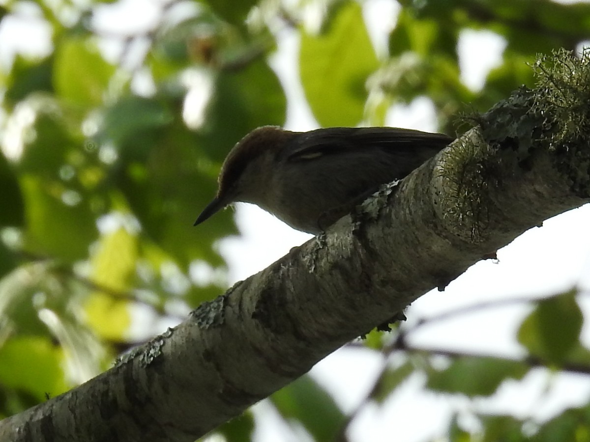 Brown-headed Nuthatch - ML640205423