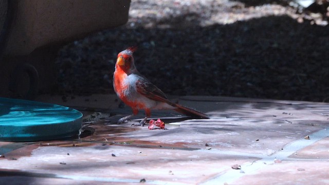 ørkenkardinal - ML640205427