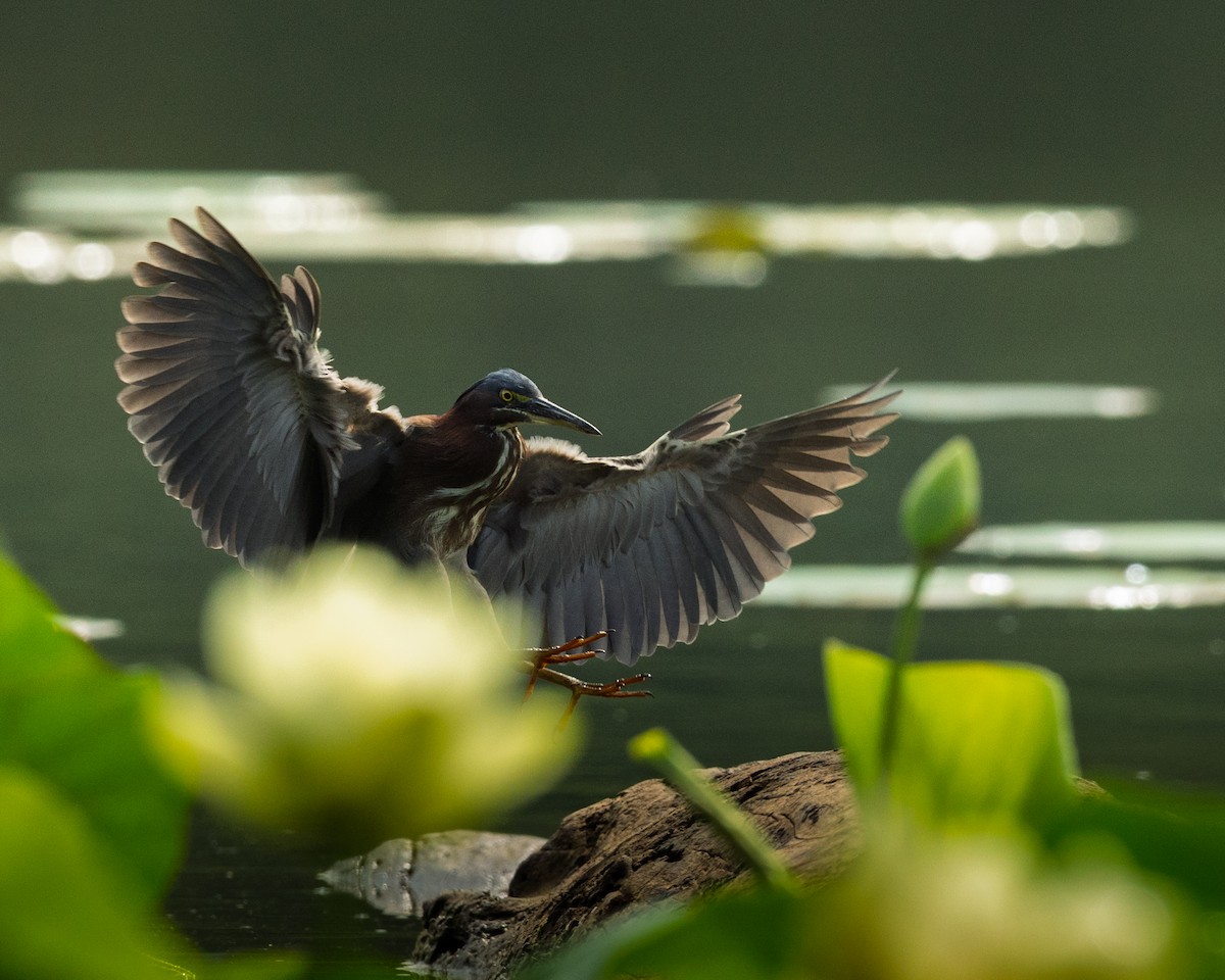 Green Heron - ML640205430