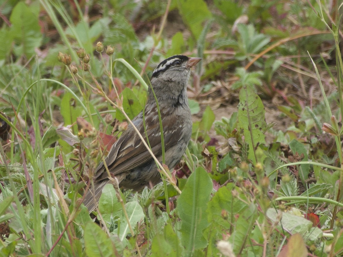White-crowned Sparrow - ML640205528