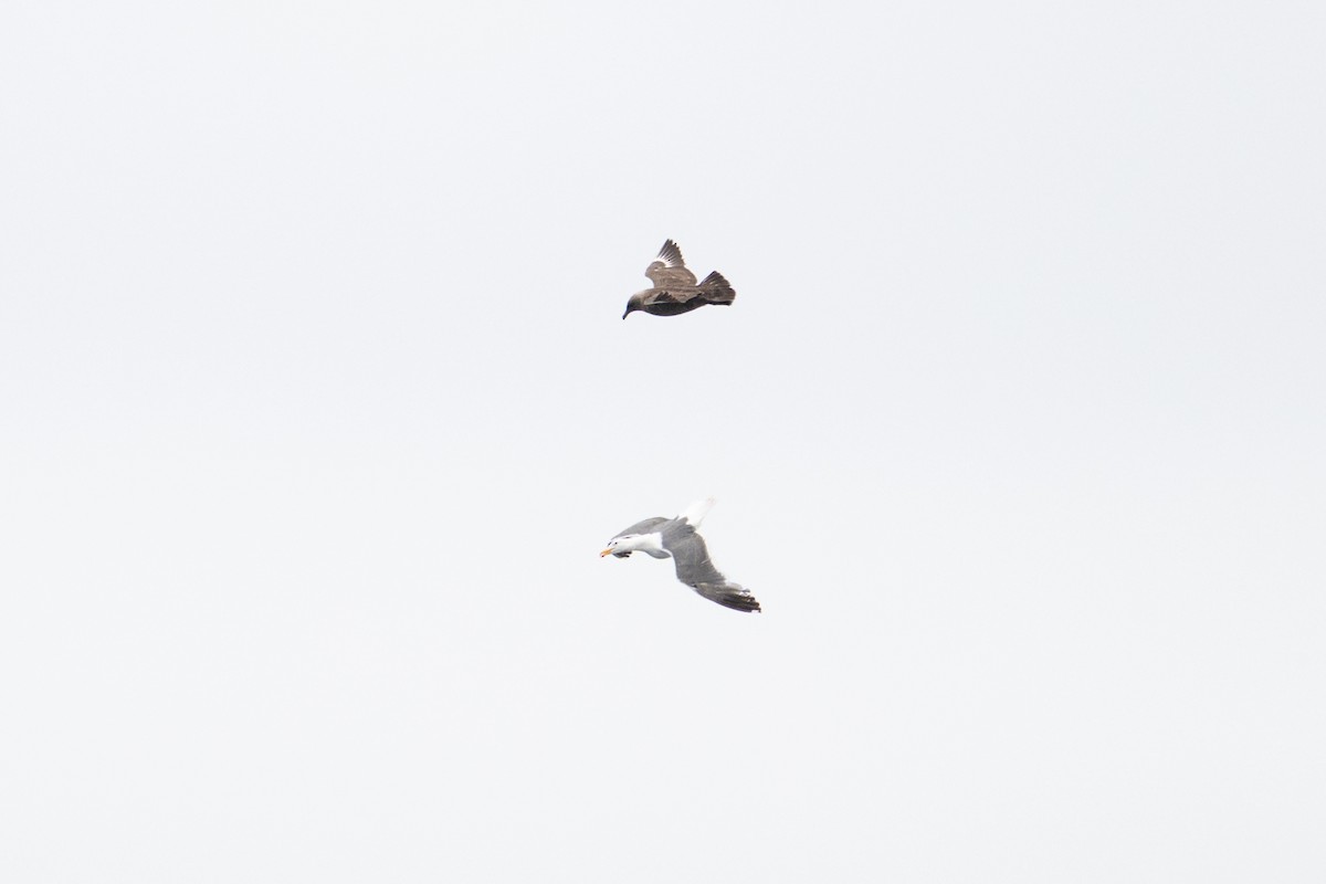 South Polar Skua - ML640205565
