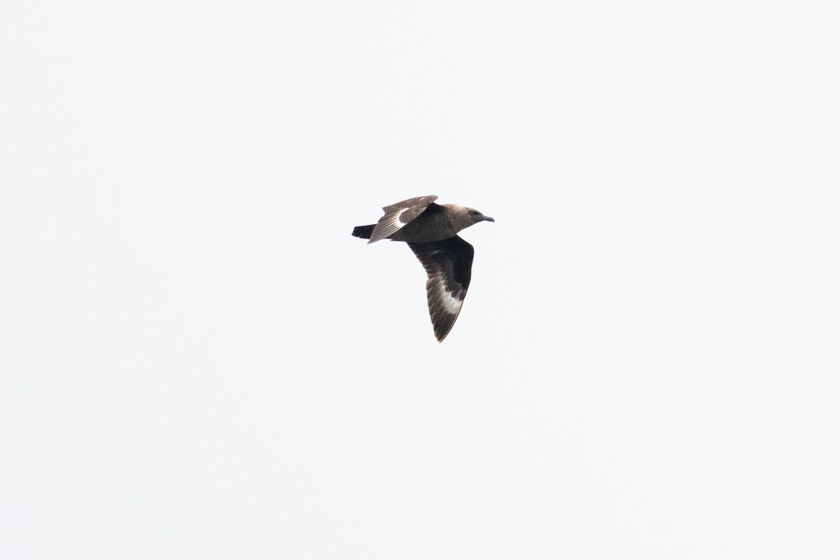 South Polar Skua - ML640205566
