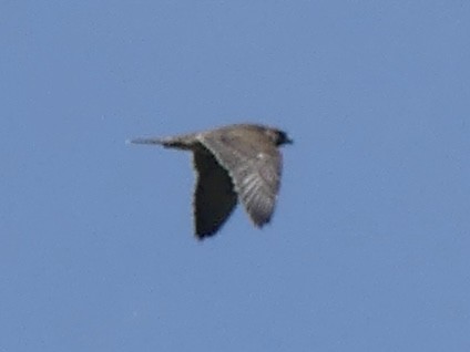 Peregrine Falcon - ML640205656