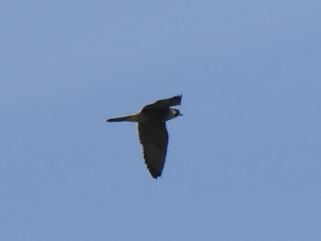 Peregrine Falcon - ML640205657