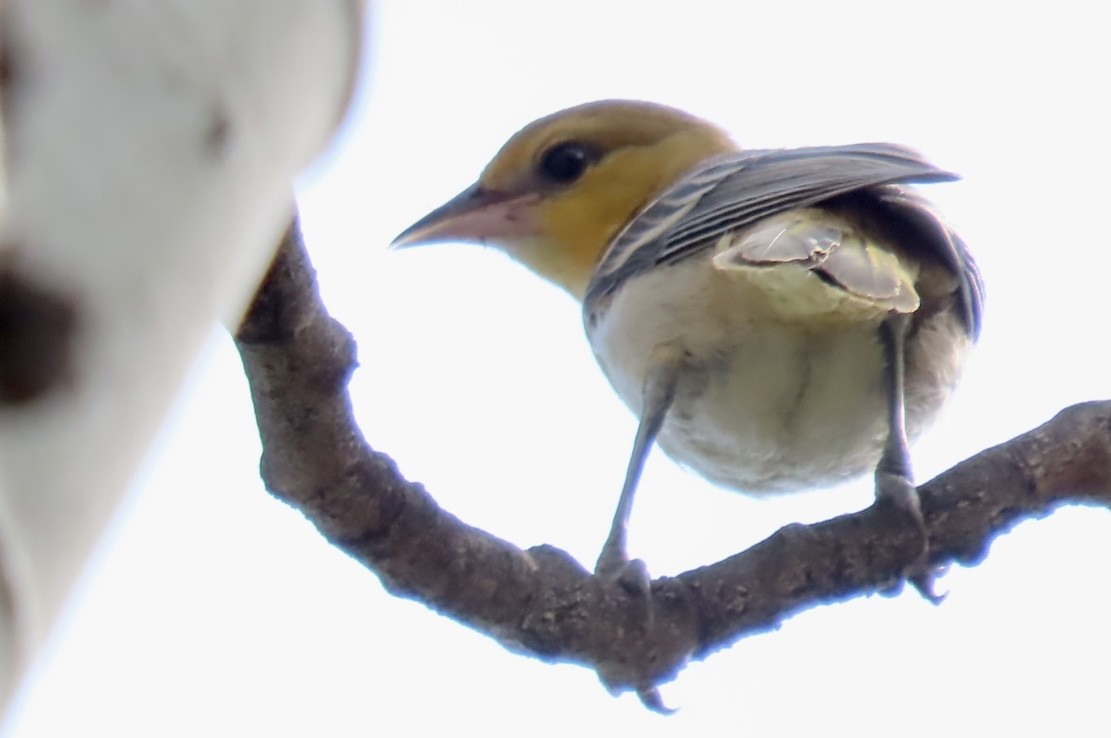 Bullock Turpiyalı - ML640205725