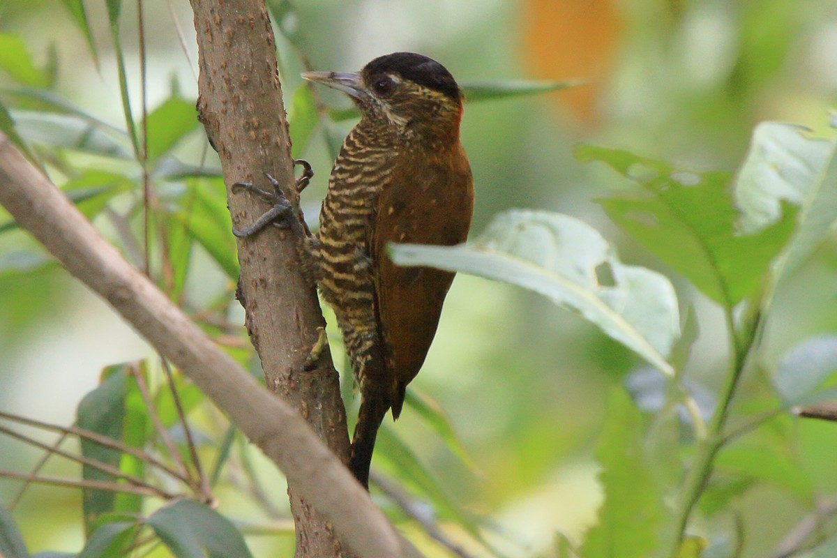 Bar-bellied Woodpecker - ML640205742