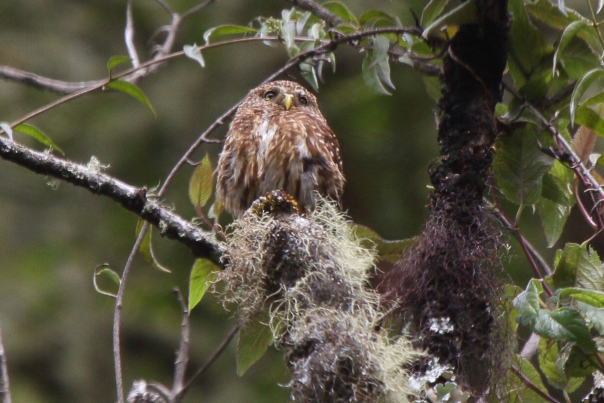 Yungas Pygmy-Owl - ML640205745