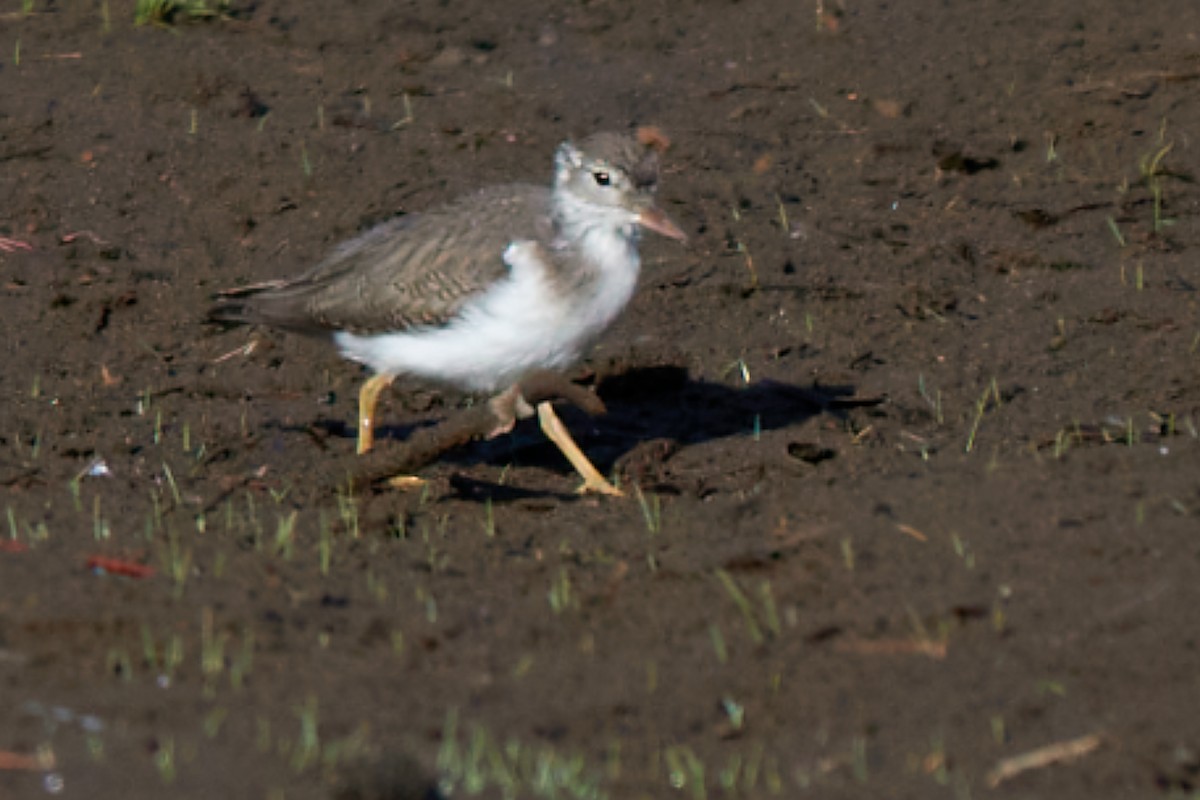 Spotted Sandpiper - ML640205753