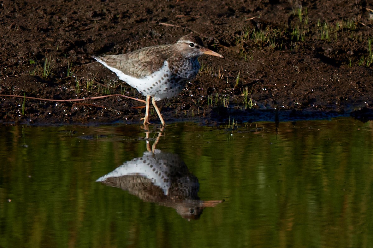 Spotted Sandpiper - ML640205771