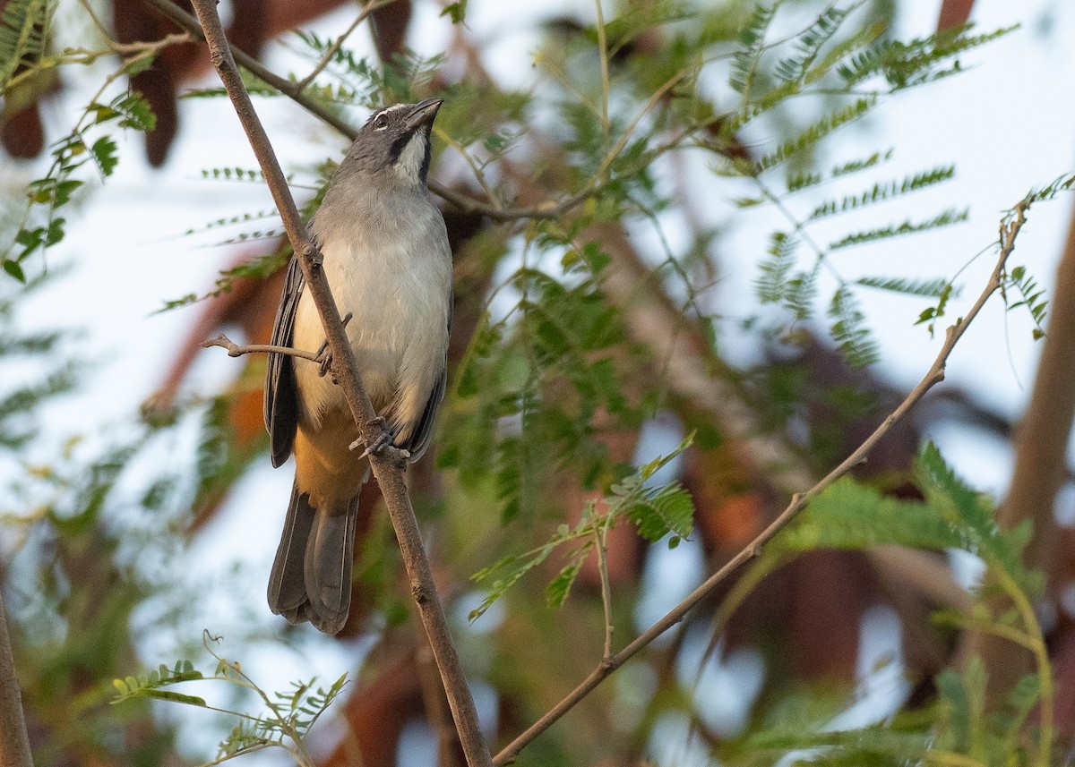 Olive-gray Saltator - ML640205780