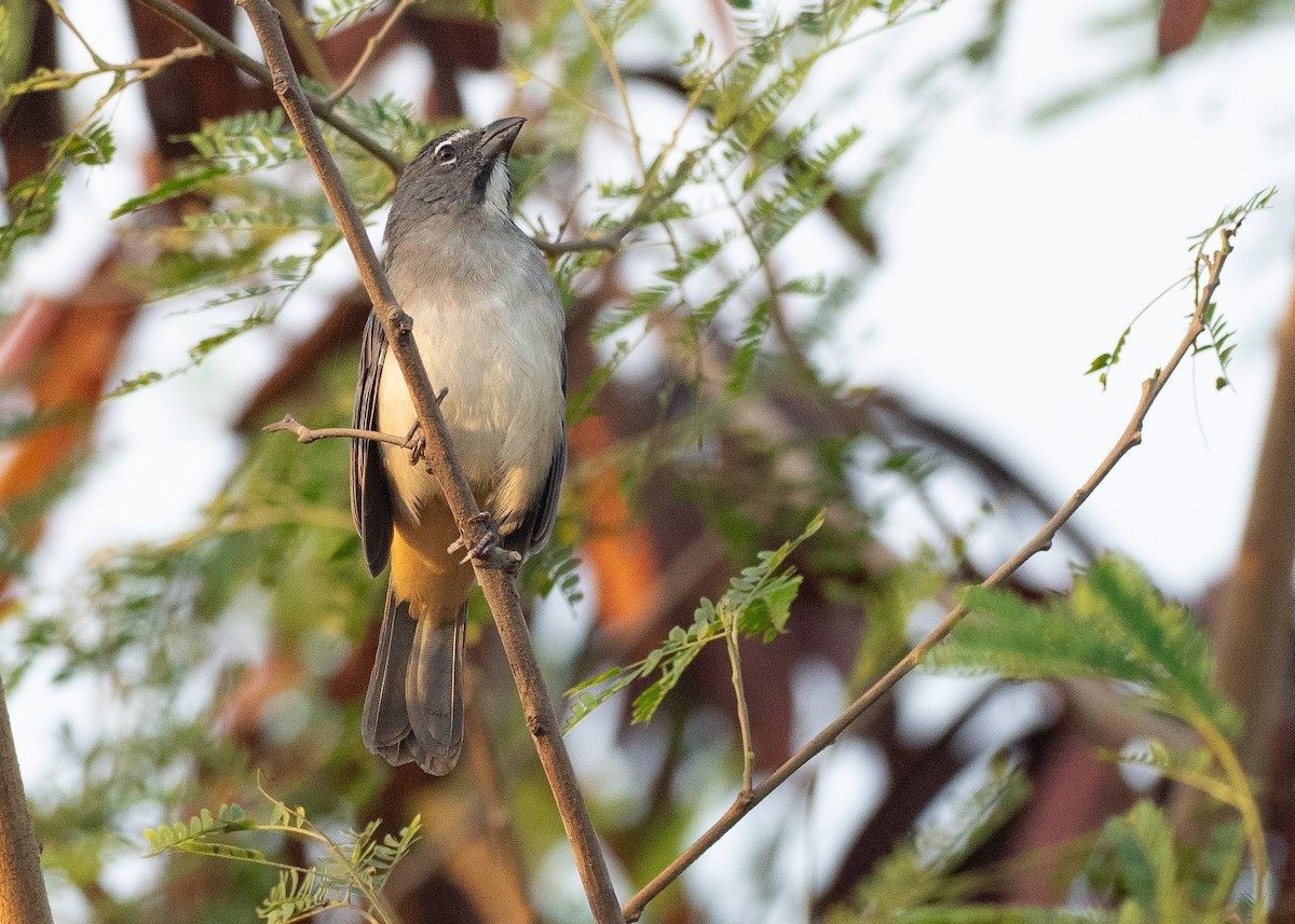 Olive-gray Saltator - ML640205781