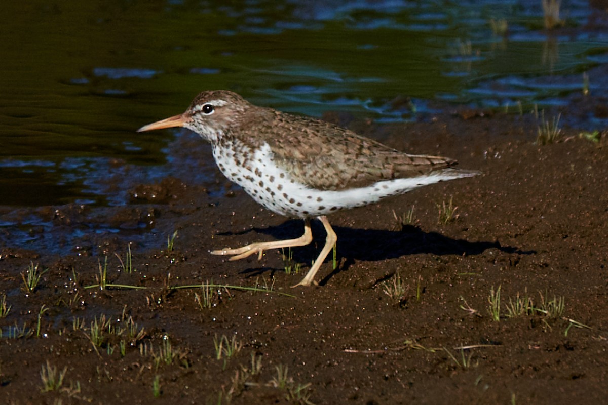 Spotted Sandpiper - ML640205785