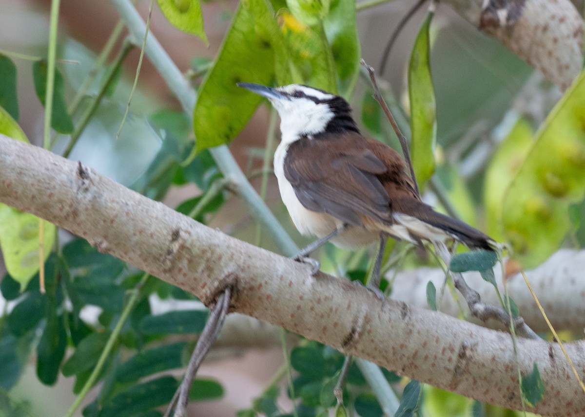 Bicolored Wren - ML640205788
