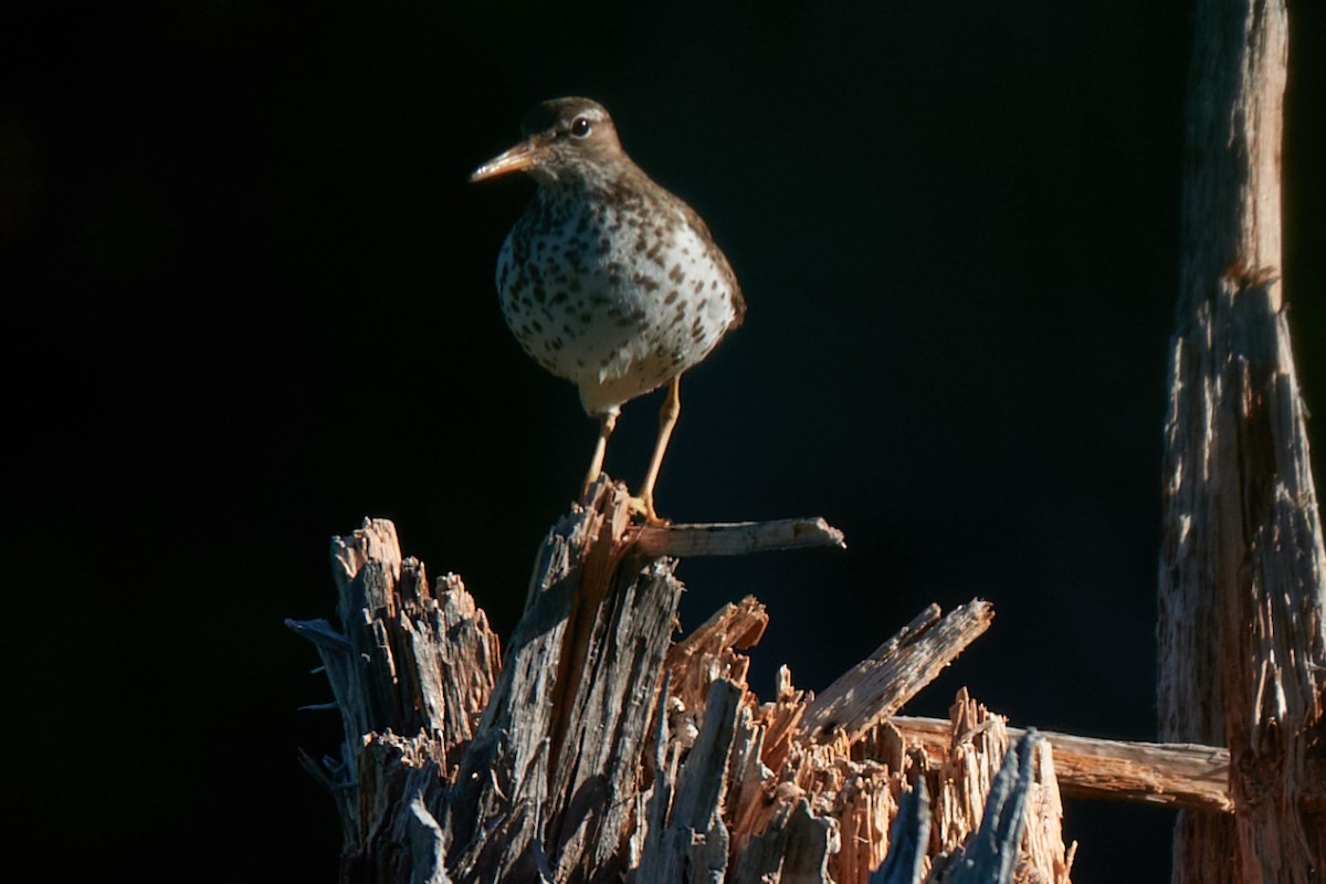 Spotted Sandpiper - ML640205795