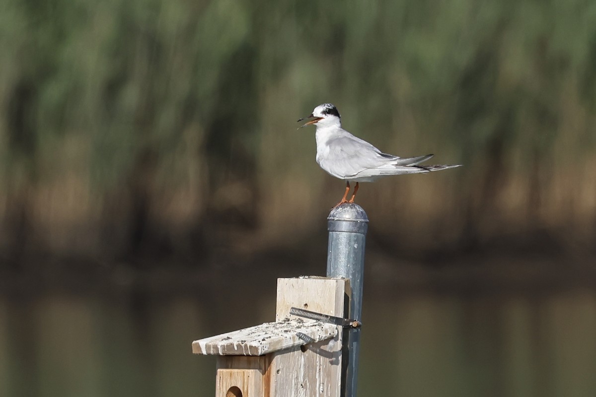 Forster's Tern - ML640205831