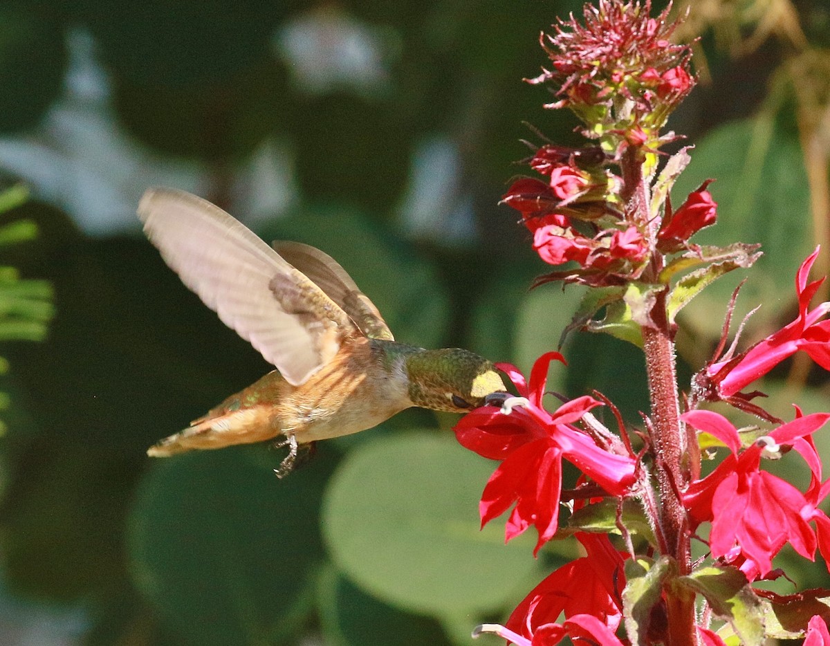 ML640205908 - Rufous Hummingbird - Macaulay Library