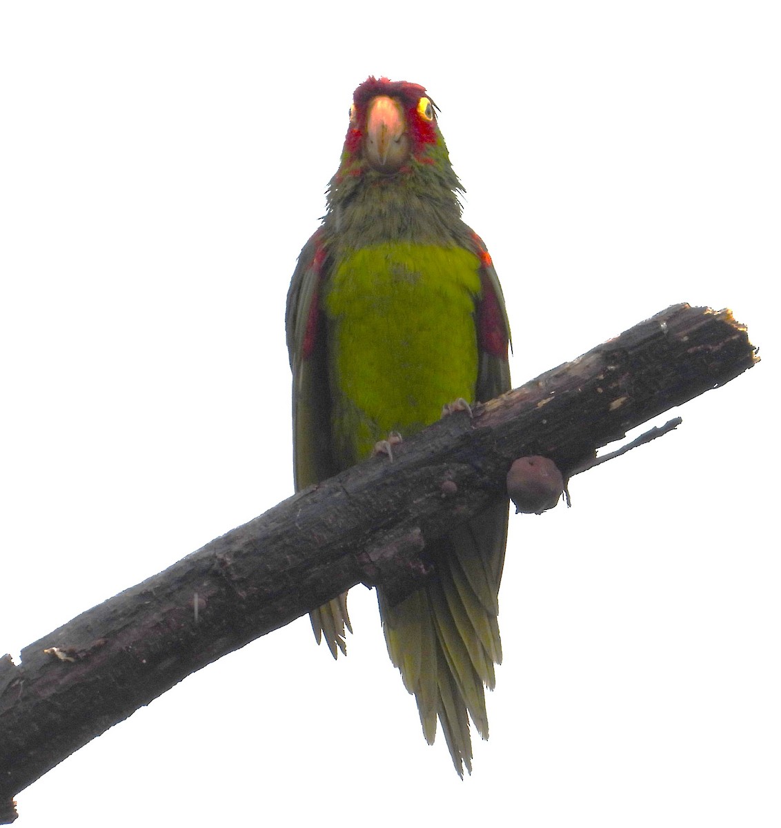 Red-masked Parakeet - ML640205909