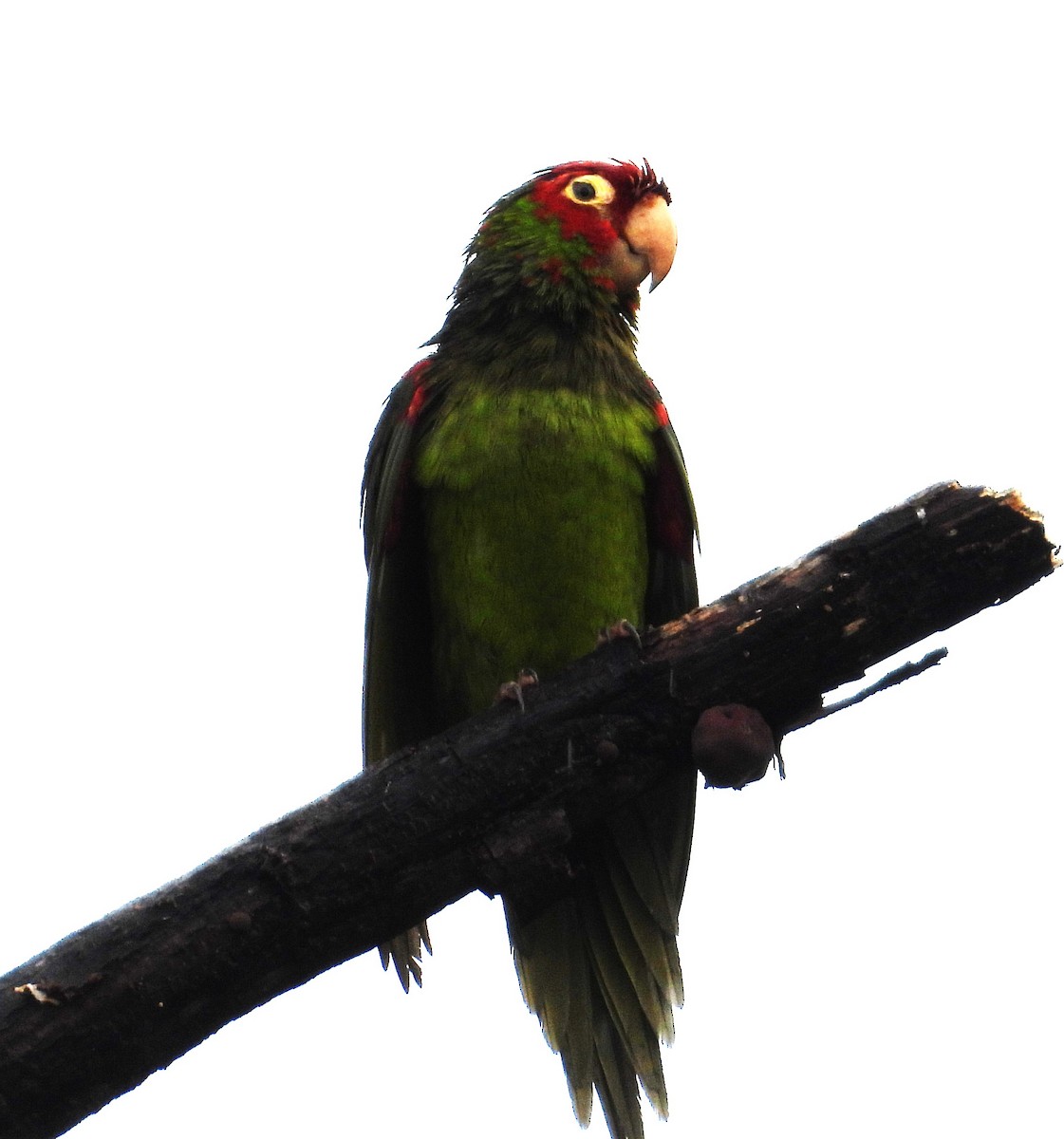 Red-masked Parakeet - ML640205910