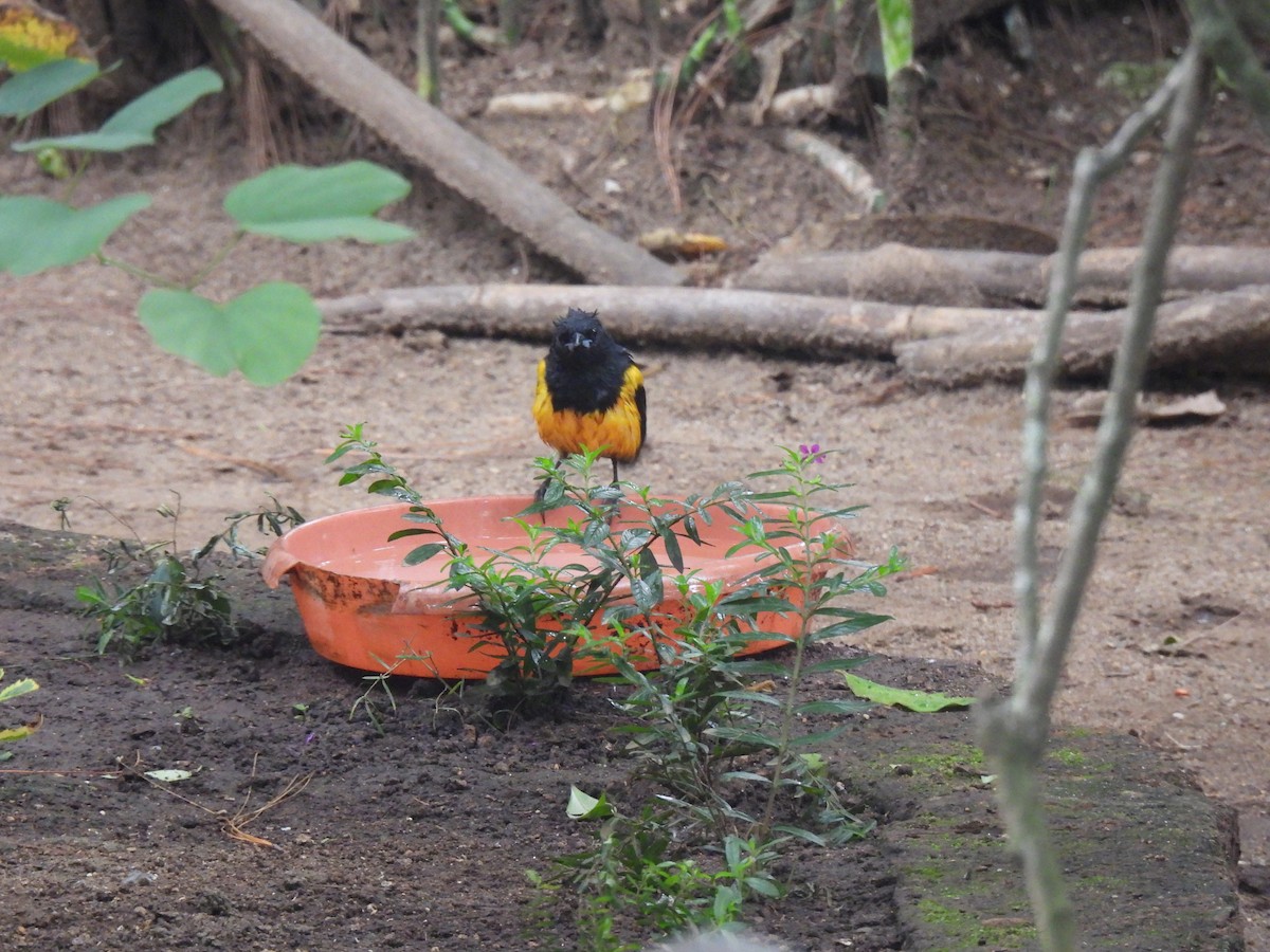 Black-vented Oriole - ML640205938