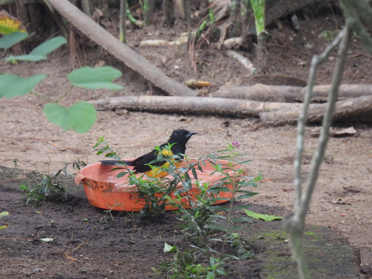 Black-vented Oriole - ML640205939