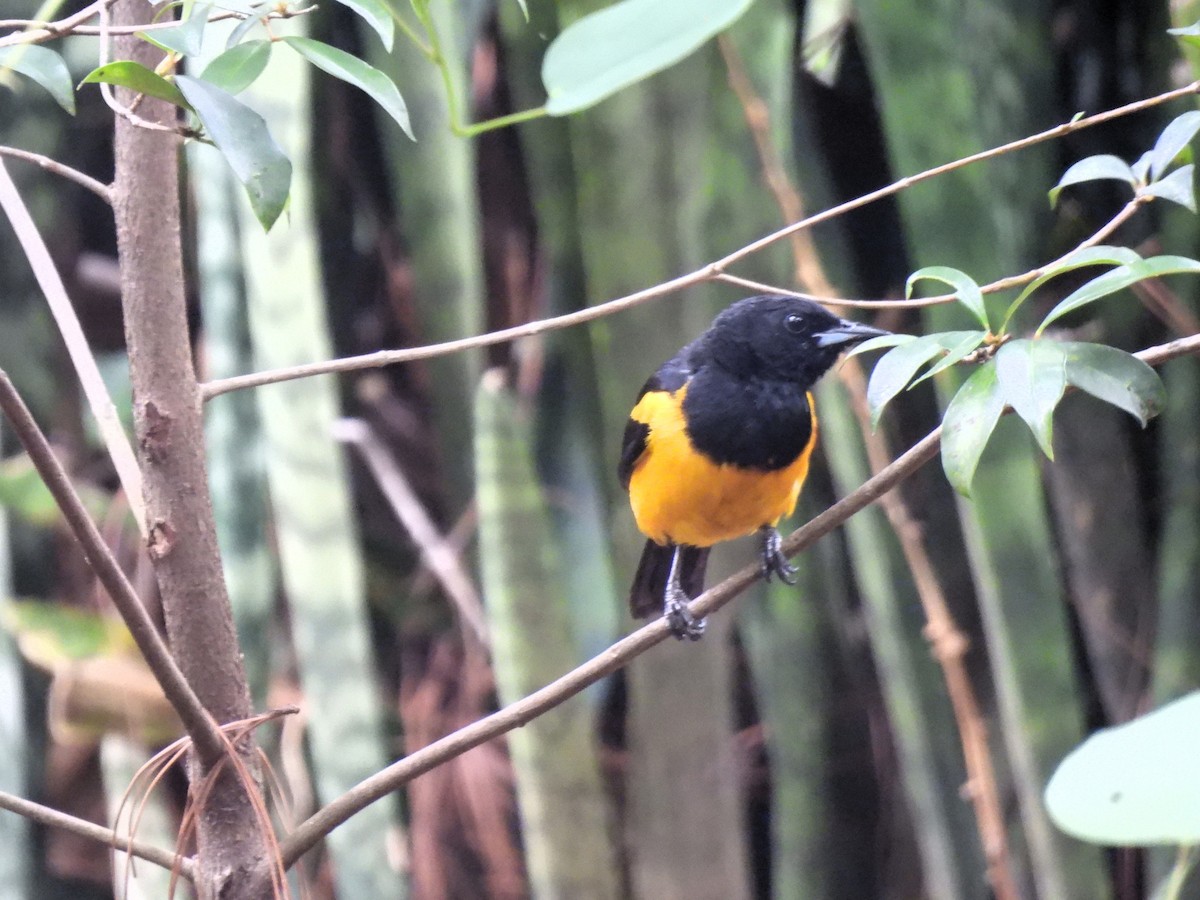 Black-vented Oriole - ML640205950