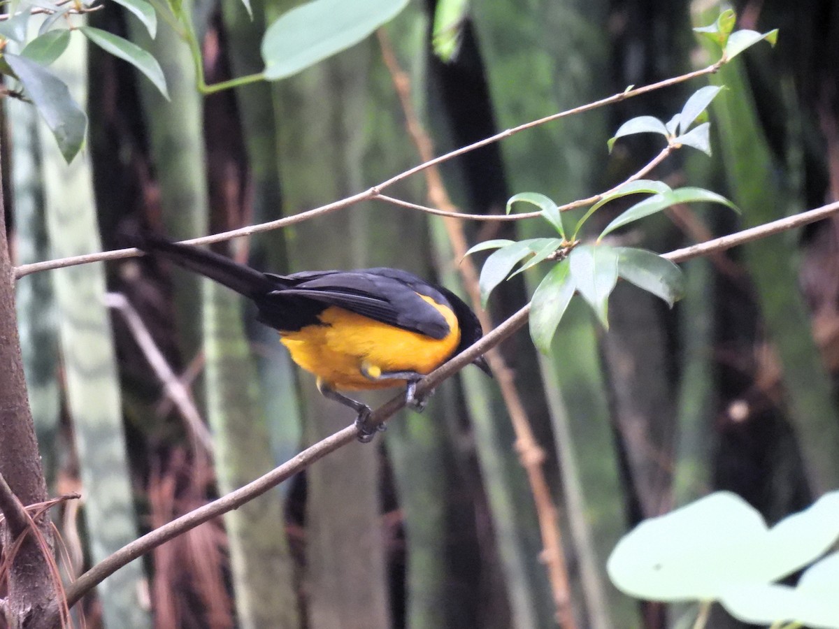 Black-vented Oriole - ML640205951