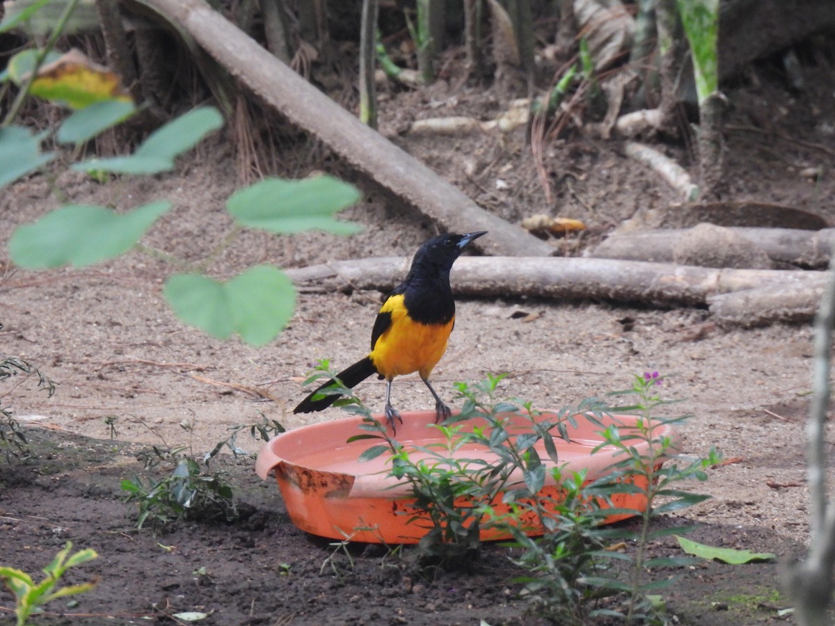 Black-vented Oriole - ML640205952