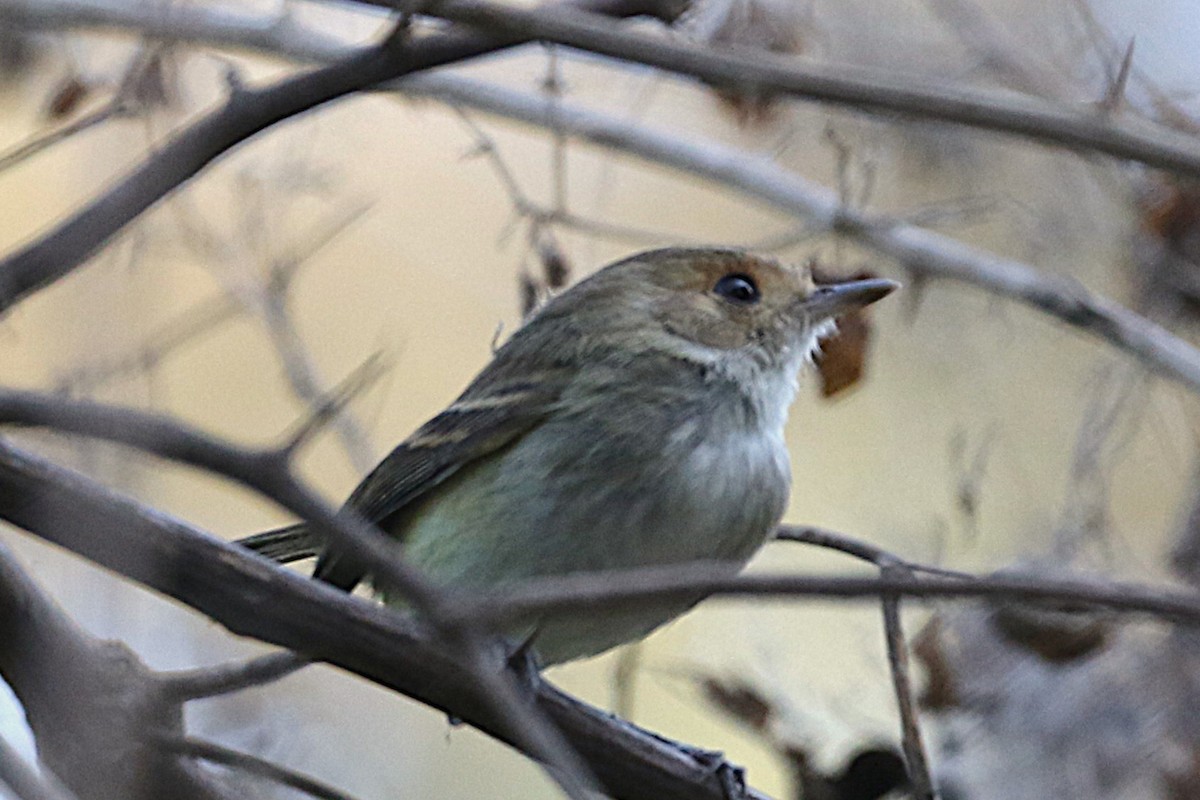 Fulvous-faced Scrub-Tyrant - ML640205959