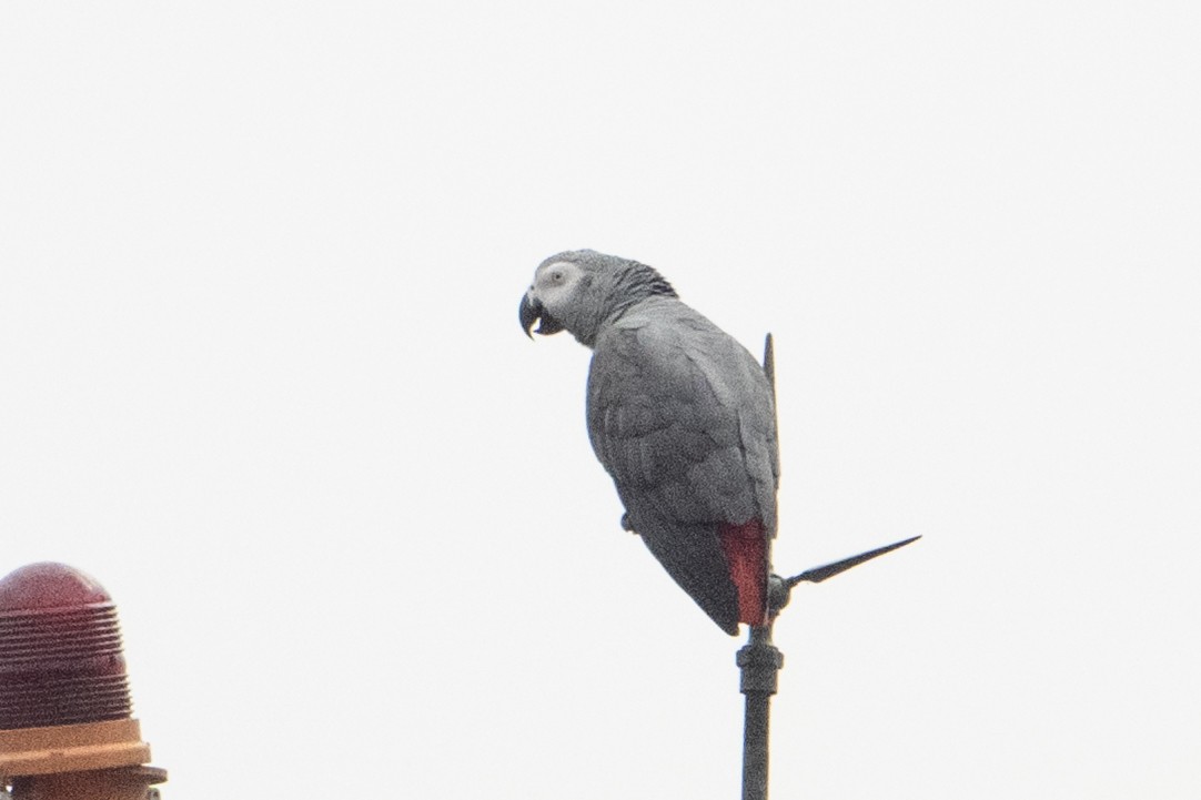 Gray Parrot - ML640206068