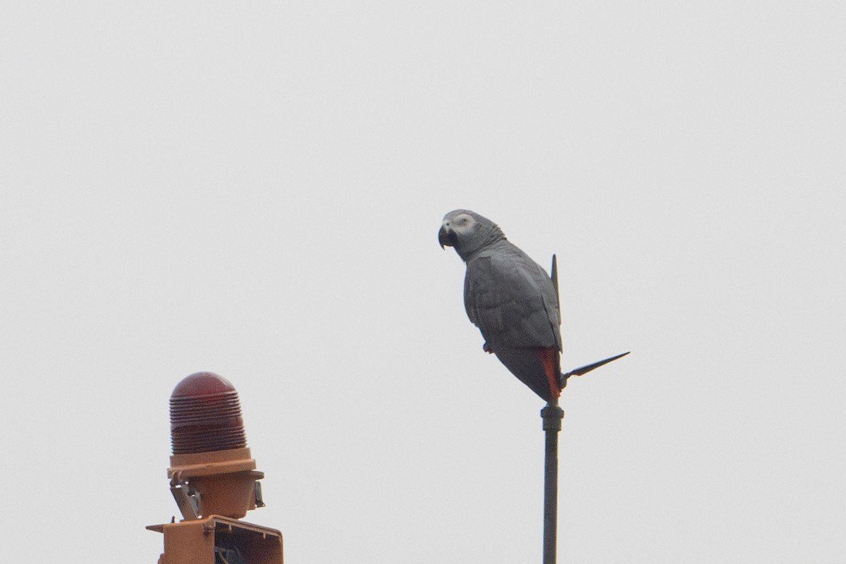 Gray Parrot - ML640206069