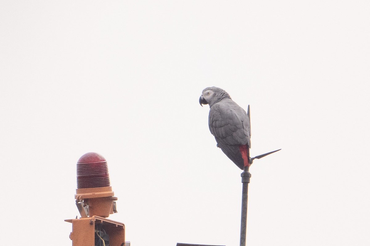 Gray Parrot - ML640206073
