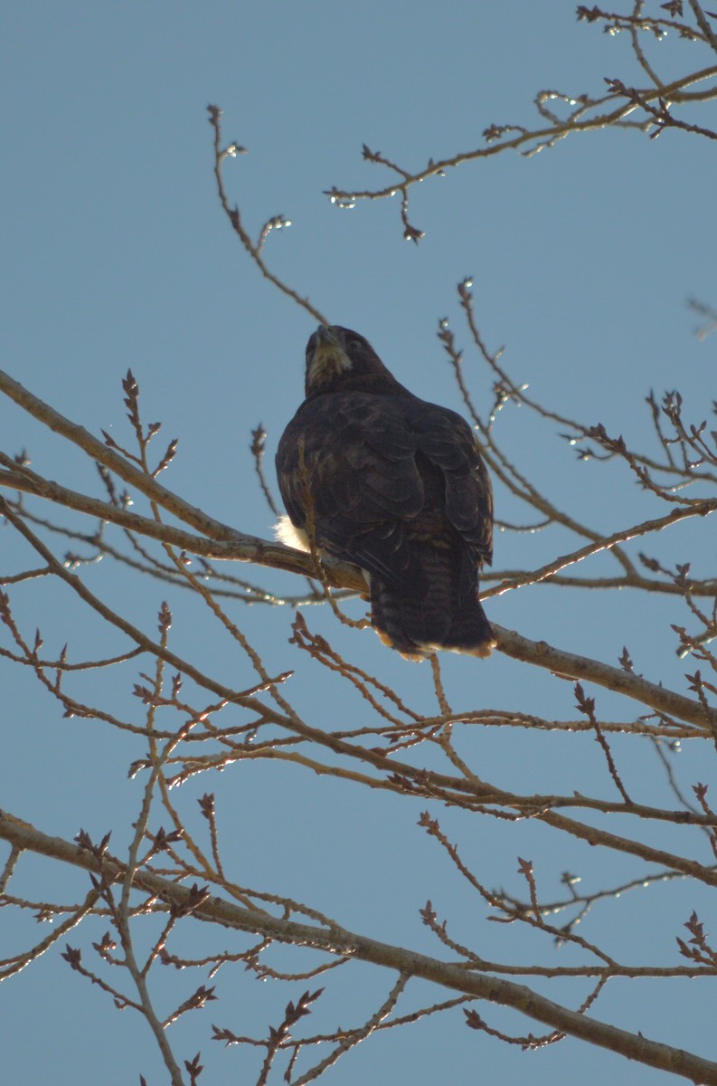 Rufous-tailed Hawk - ML640206201