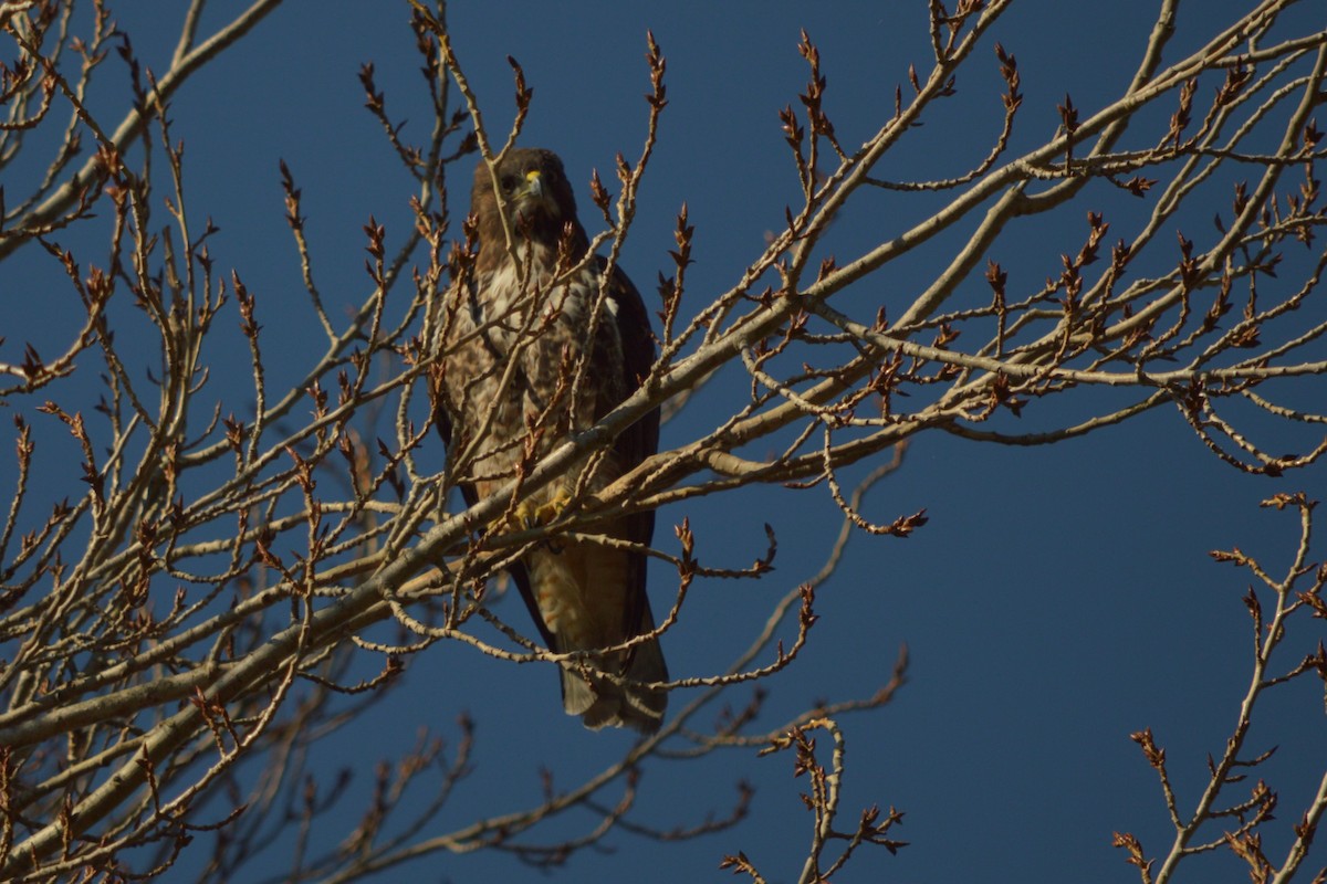 Rufous-tailed Hawk - ML640206202