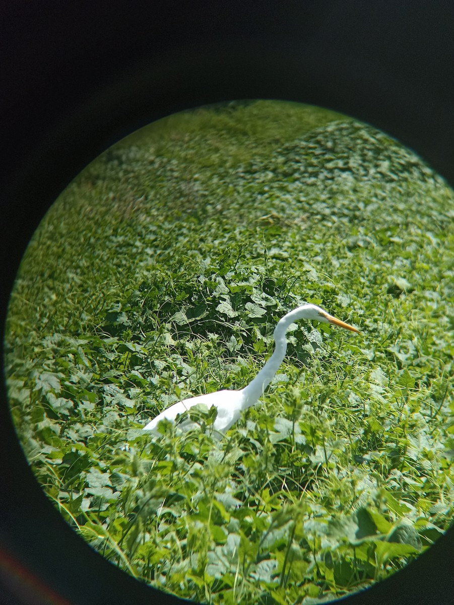 volavka bílá (ssp. egretta) - ML640206226