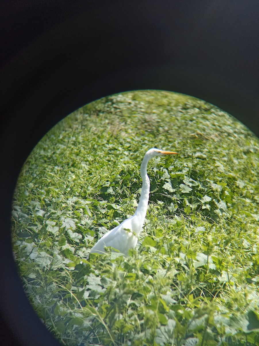 volavka bílá (ssp. egretta) - ML640206227
