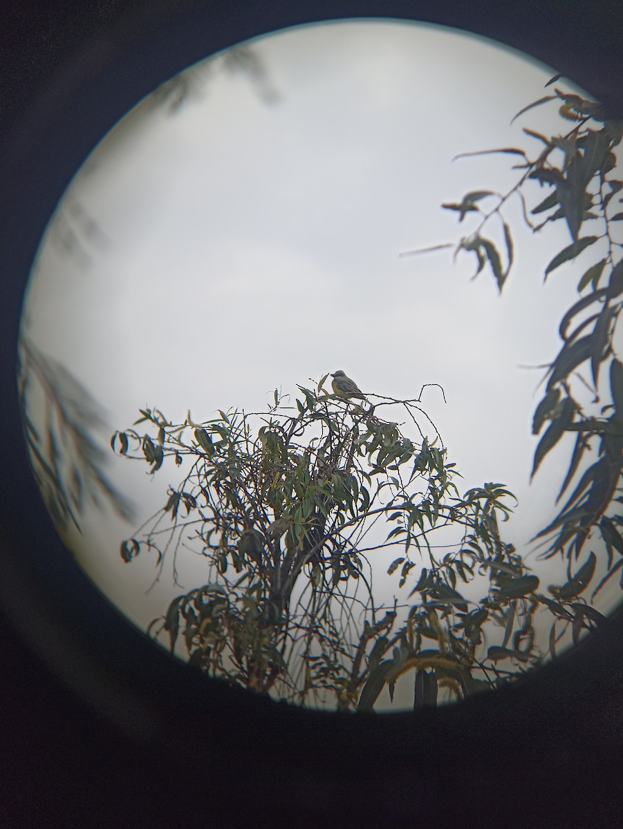 Tropical Kingbird - ML640206266