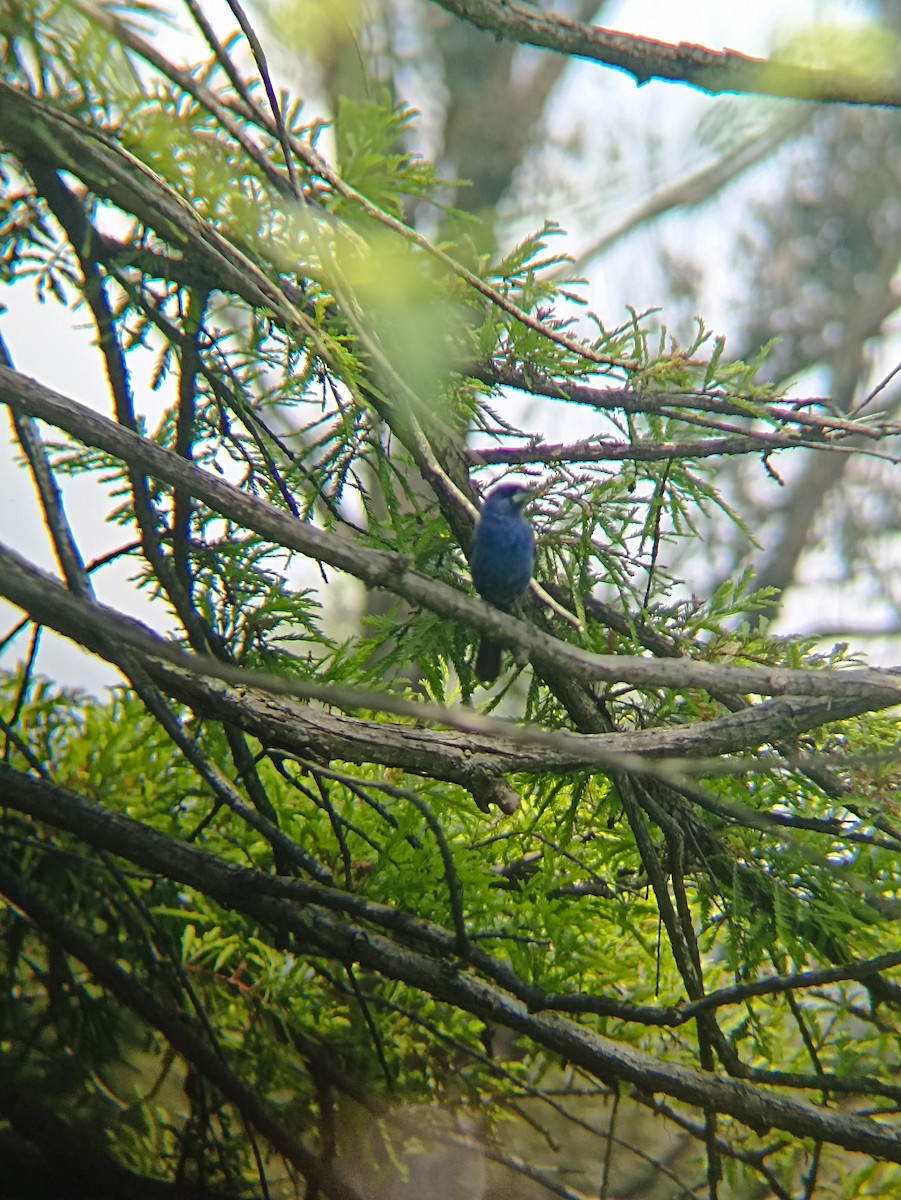 papežík modrý - ML640206298