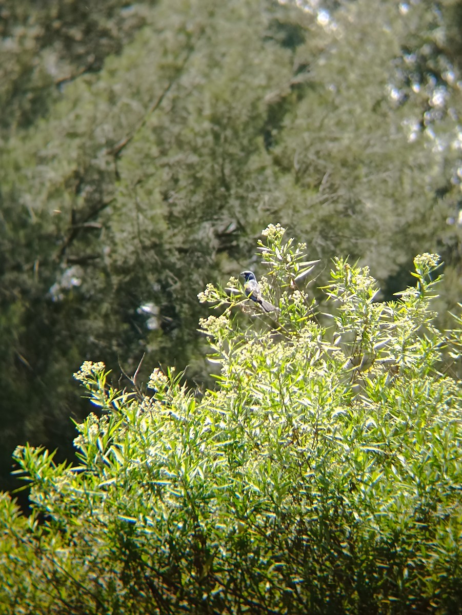 papežík modrý - ML640206299