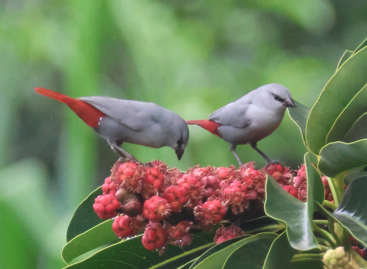 Lavender Waxbill - ML640206328