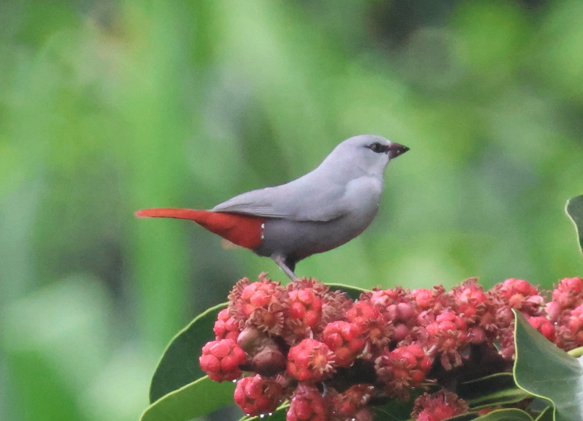 Lavender Waxbill - ML640206331