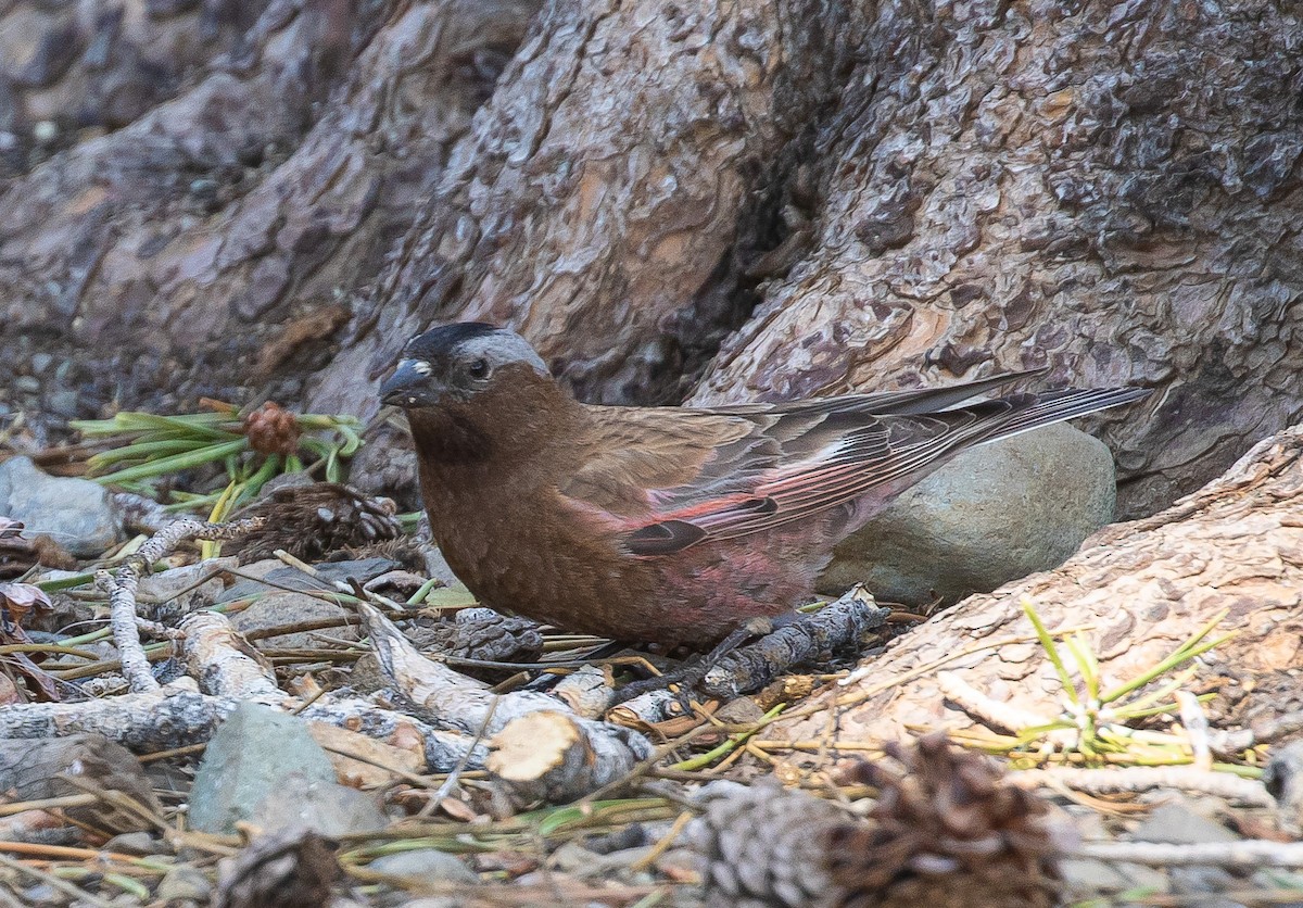 Gray-crowned Rosy-Finch - ML640206343