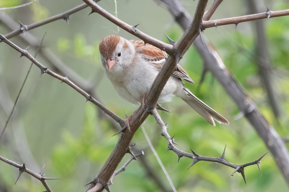 Field Sparrow - ML640206369
