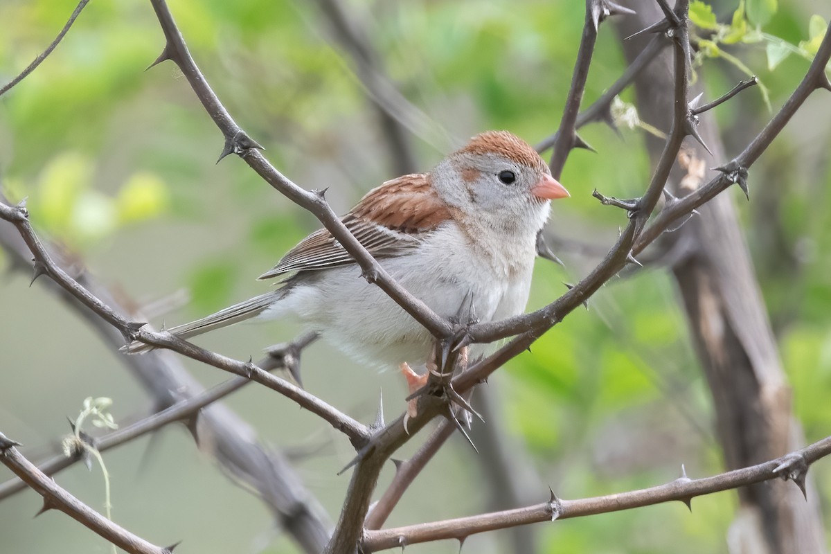 Field Sparrow - ML640206370