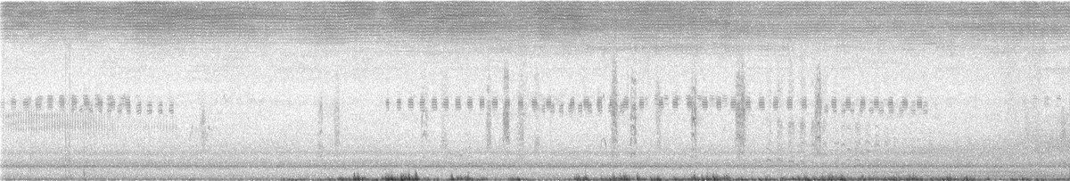 Timor Nightjar - ML640206437