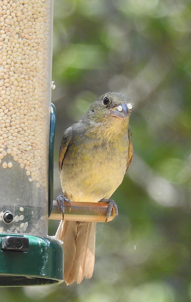 Painted Bunting - ML640206480