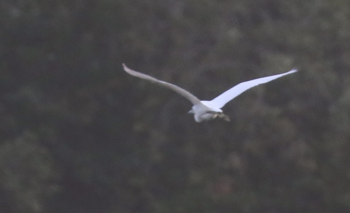 Little Blue Heron - ML640206482