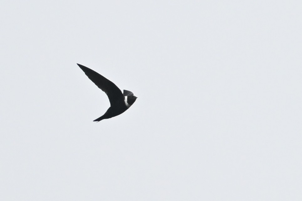 White-collared Swift - ML640206496