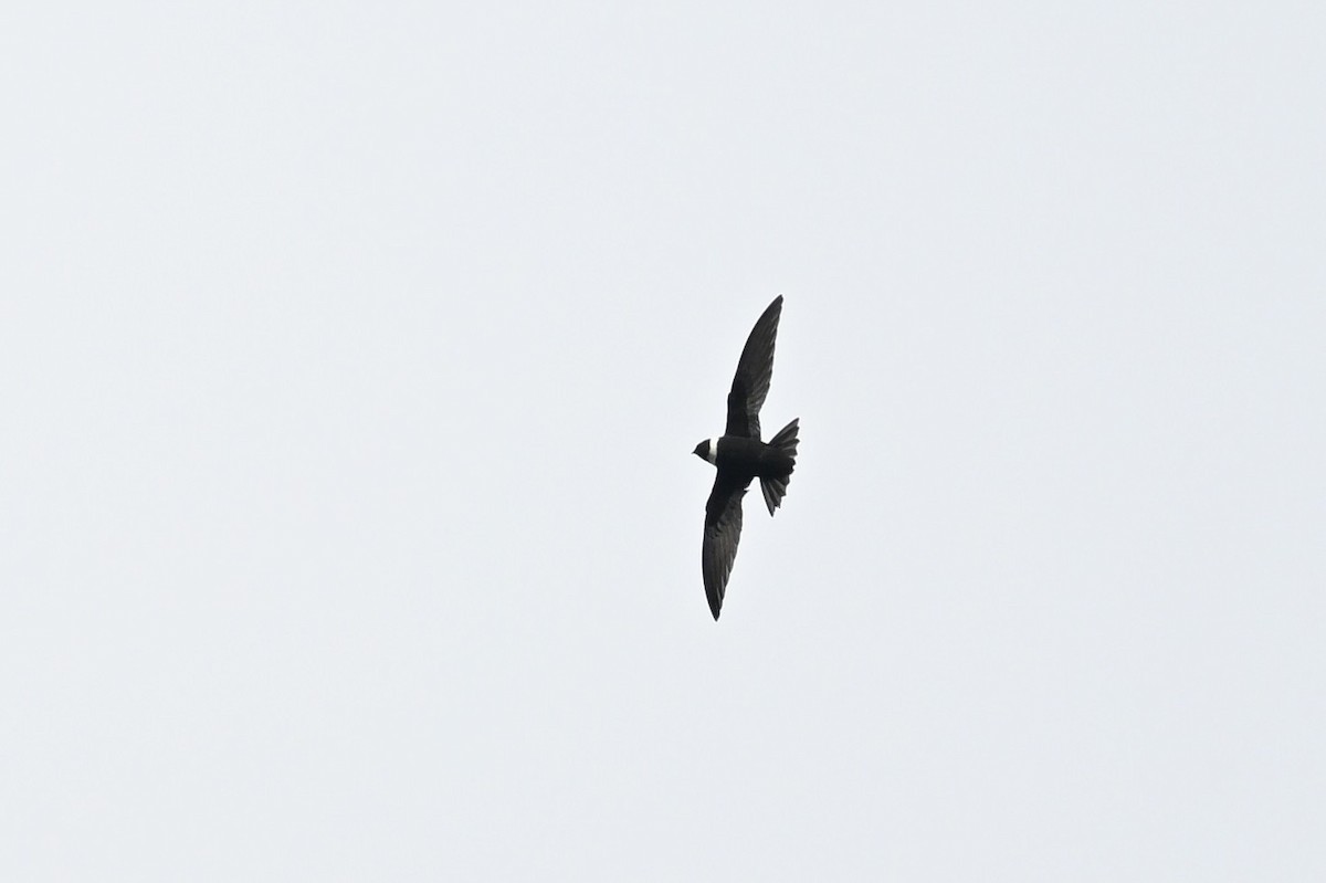 White-collared Swift - ML640206497